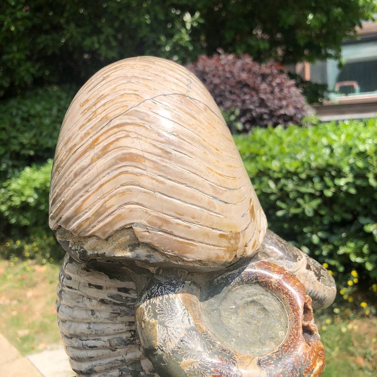 17.11LB Natural Beautiful Ammonite Fossil Conch Crystal Specimen Healing 5118