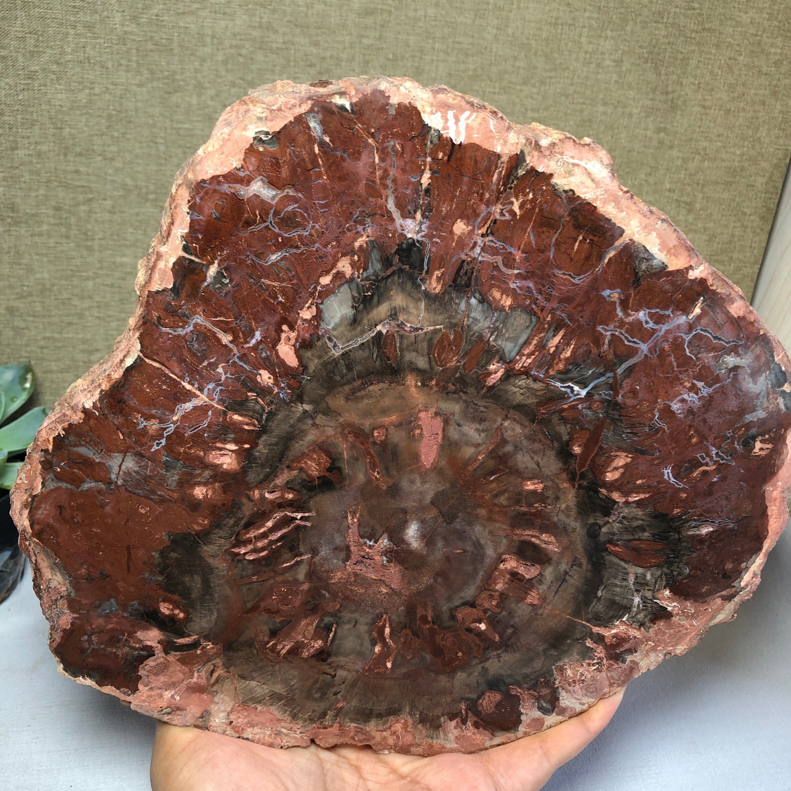 1.58kg natural Beautiful Petrified Wood Crystal mineral Slice Specimens g7689