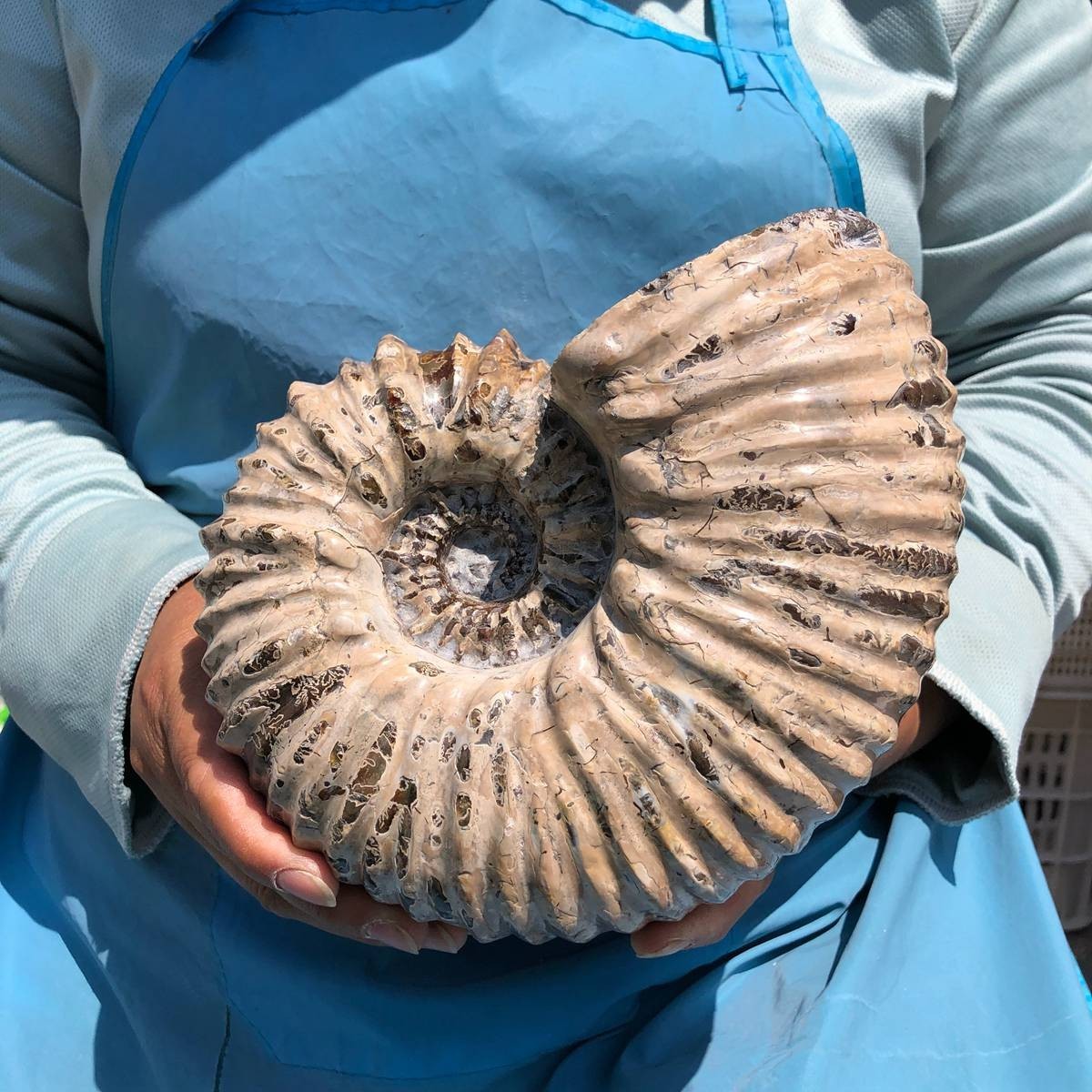 7.63LB Natural Beautiful Ammonite Fossil Conch Crystal Specimen Healing 5391
