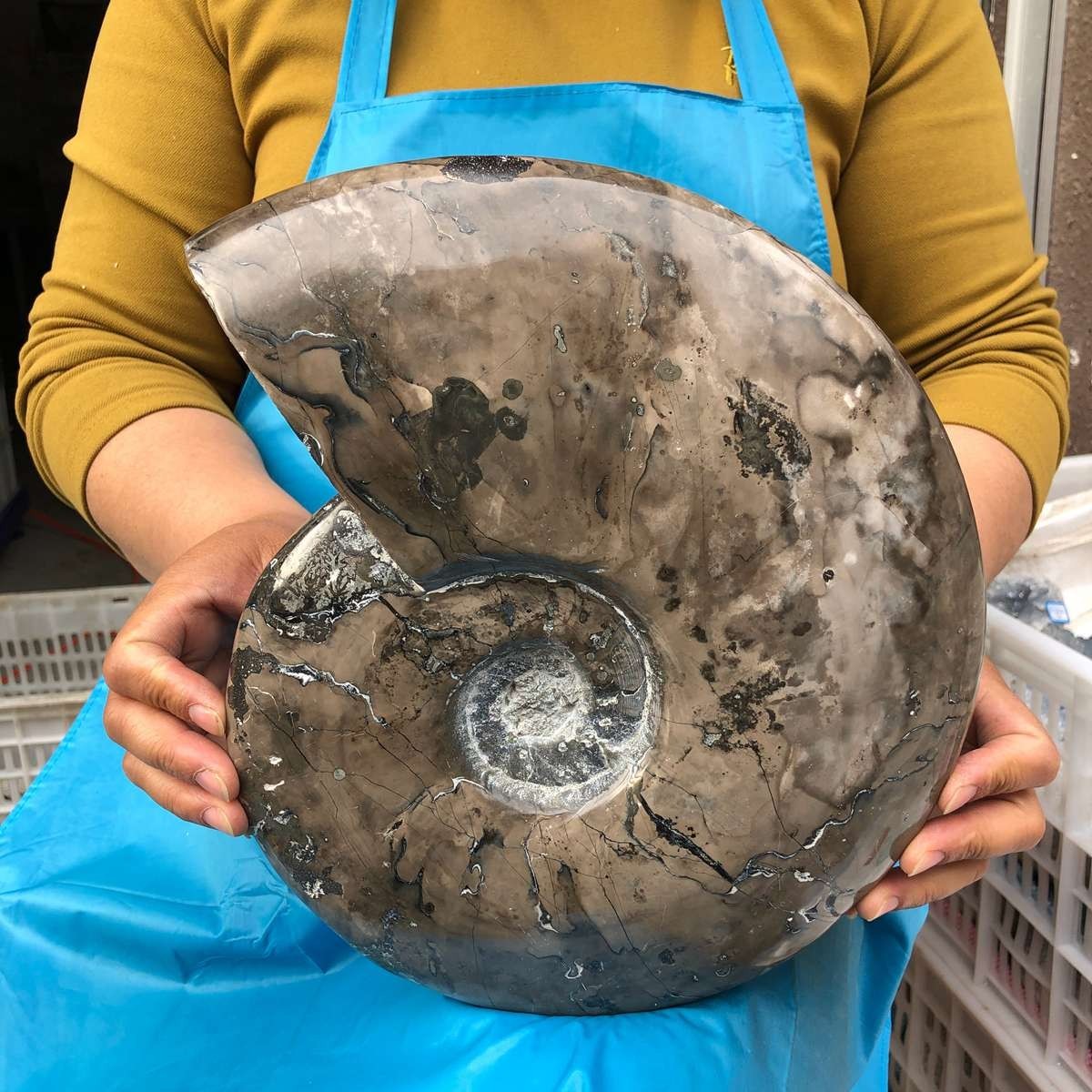 10.75LB Natural Beautiful Ammonite Fossil Conch Crystal Specimen Healing 4593