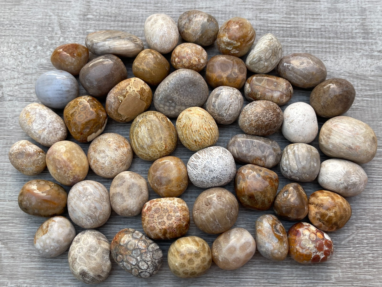 Grade A++ Fossil Coral Tumbled Stone, 0.75-1.25″ Tumbled Fossil Coral, Bulk Lot