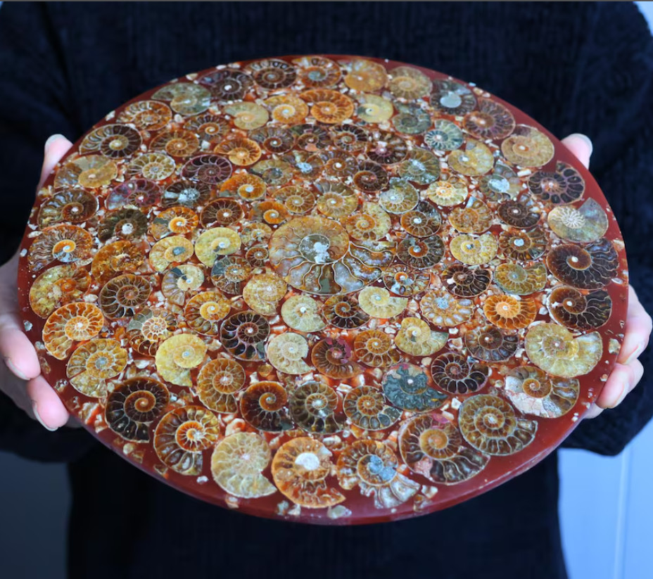 Natural Ammonite Fossil shell Plate specimen Reiki healing + Free Stand 1x