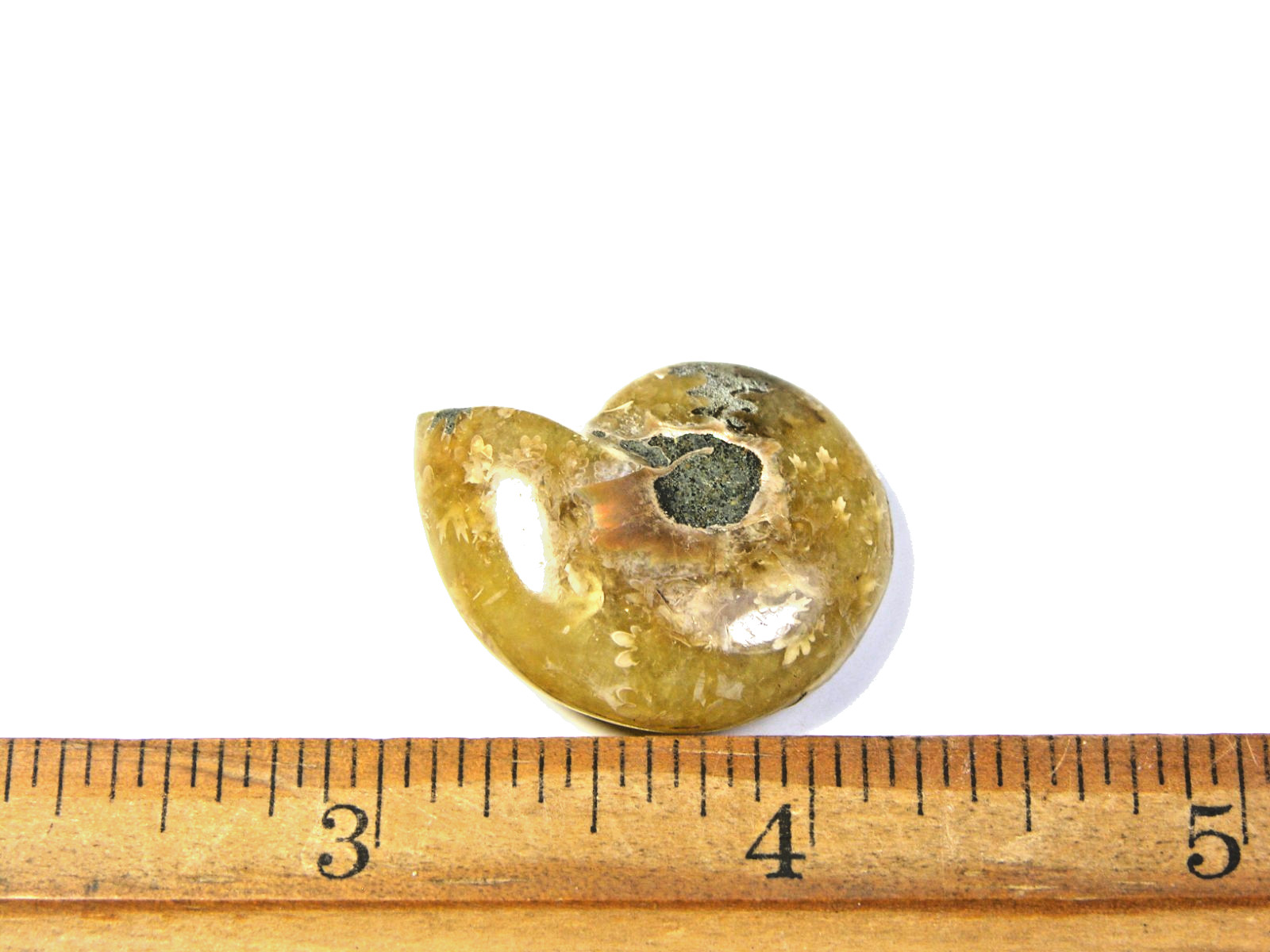 Ammonite fossil polished 1 1/2″ + showing suture &fire Madagascar ms26