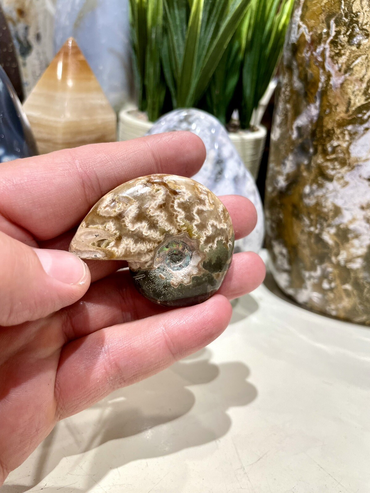 Ammonite Fossil Conch Specimen 2” Crystal Healing Yoga Reiki Rock ZENDA