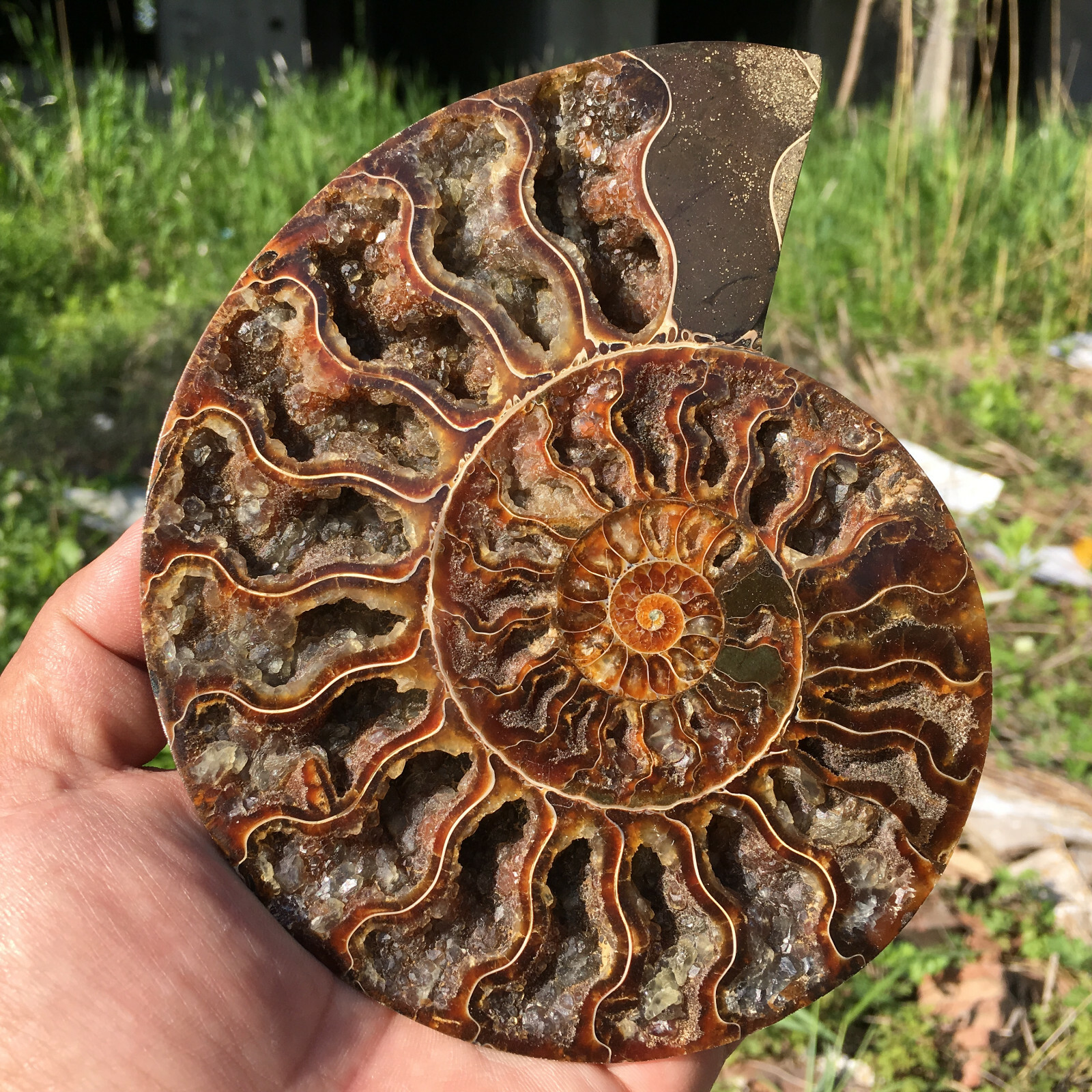 A Pair of Natural Ammonite Fossil Conch Crystal Specimen Healing+stand 2PC