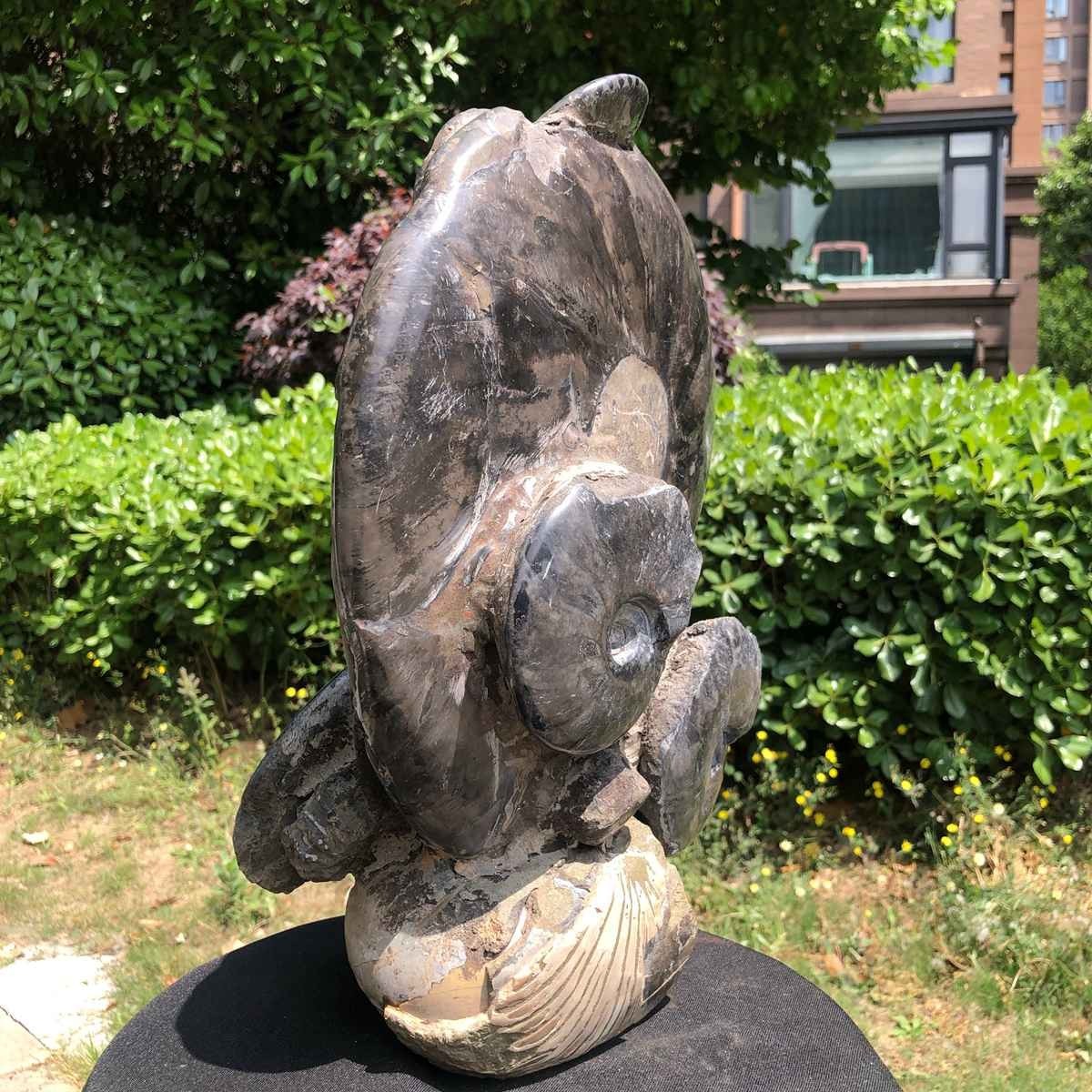 23.4LB Natural Beautiful Ammonite Fossil Conch Crystal Specimen Healing 5121