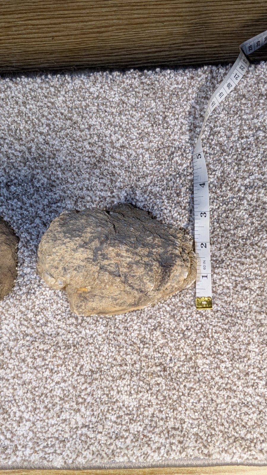 Geode Set Of 2 – Crack your own Native to Indiana Raw Rock