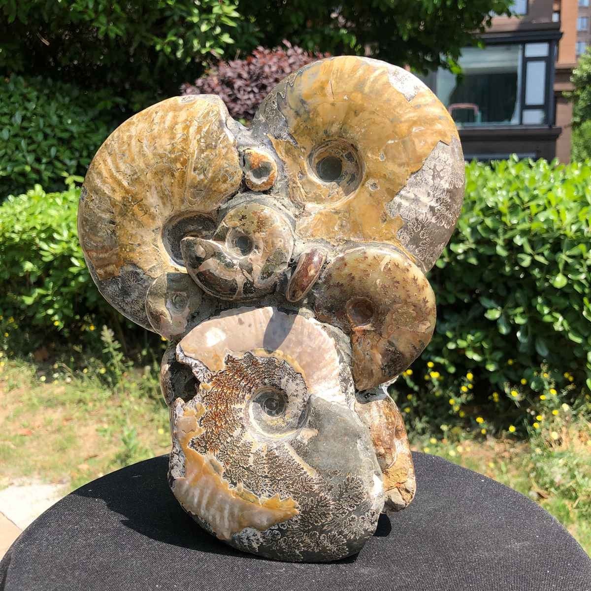 9.24LB Natural Beautiful Ammonite Fossil Conch Crystal Specimen Healing 5113