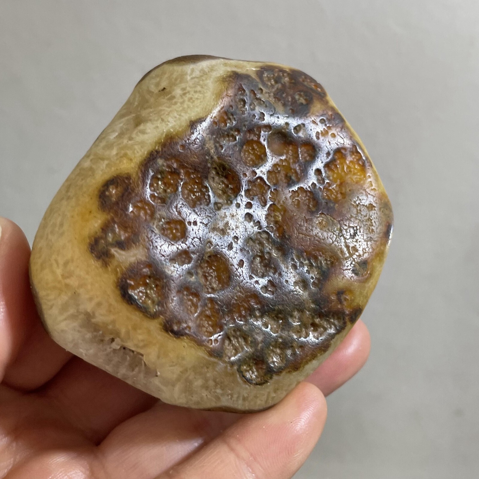 205g Bonsai Suiseki- Gobi Agate Eyes Stone-Rare Stunning Viewing