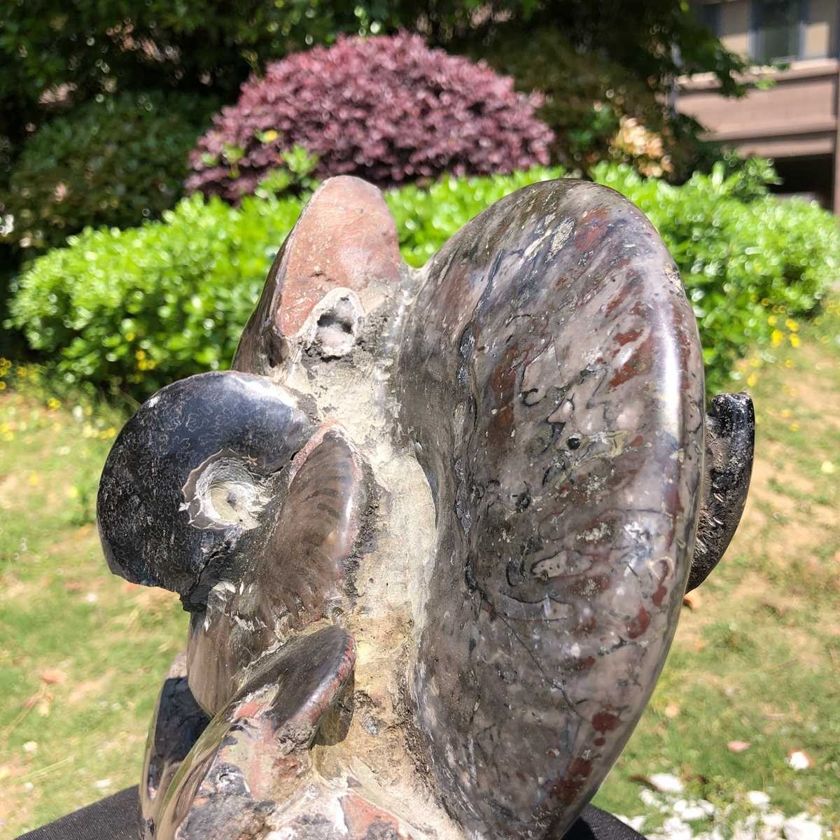 18.15LB Natural Beautiful Ammonite Fossil Conch Crystal Specimen Healing 5101