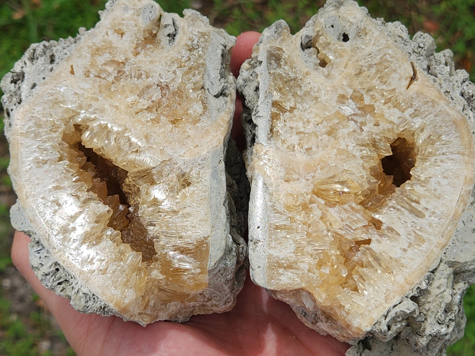 HUGE Calcite CRYSTAL WHELK Shell Fossil Rucks Pit Florida dogtooth CUT POLISHED