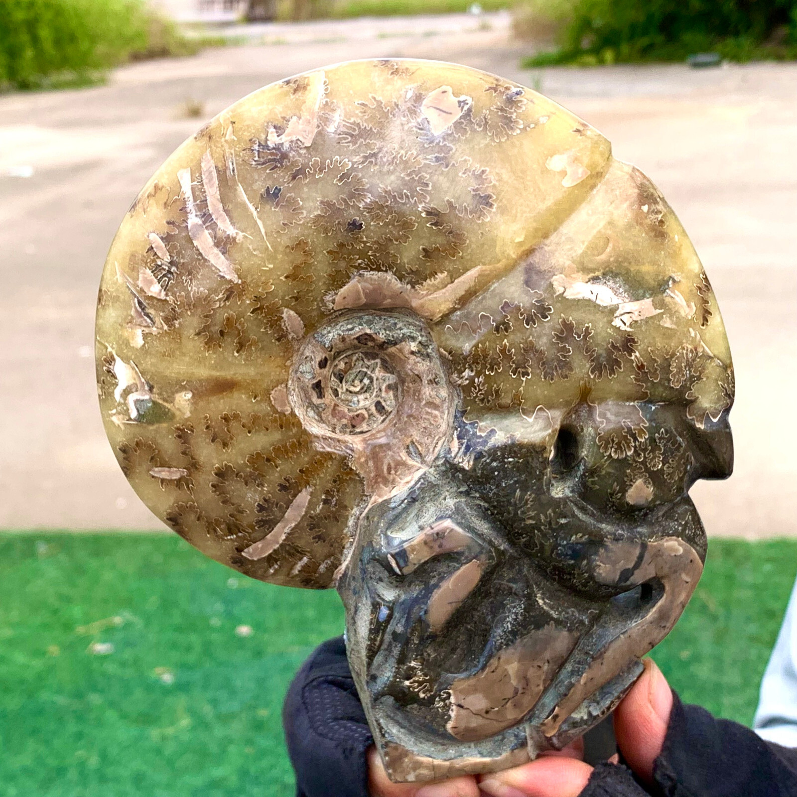 1.92LB Rare! Natural Tentacle Ammonite FossilSpecimen Shell Healing Madagascar