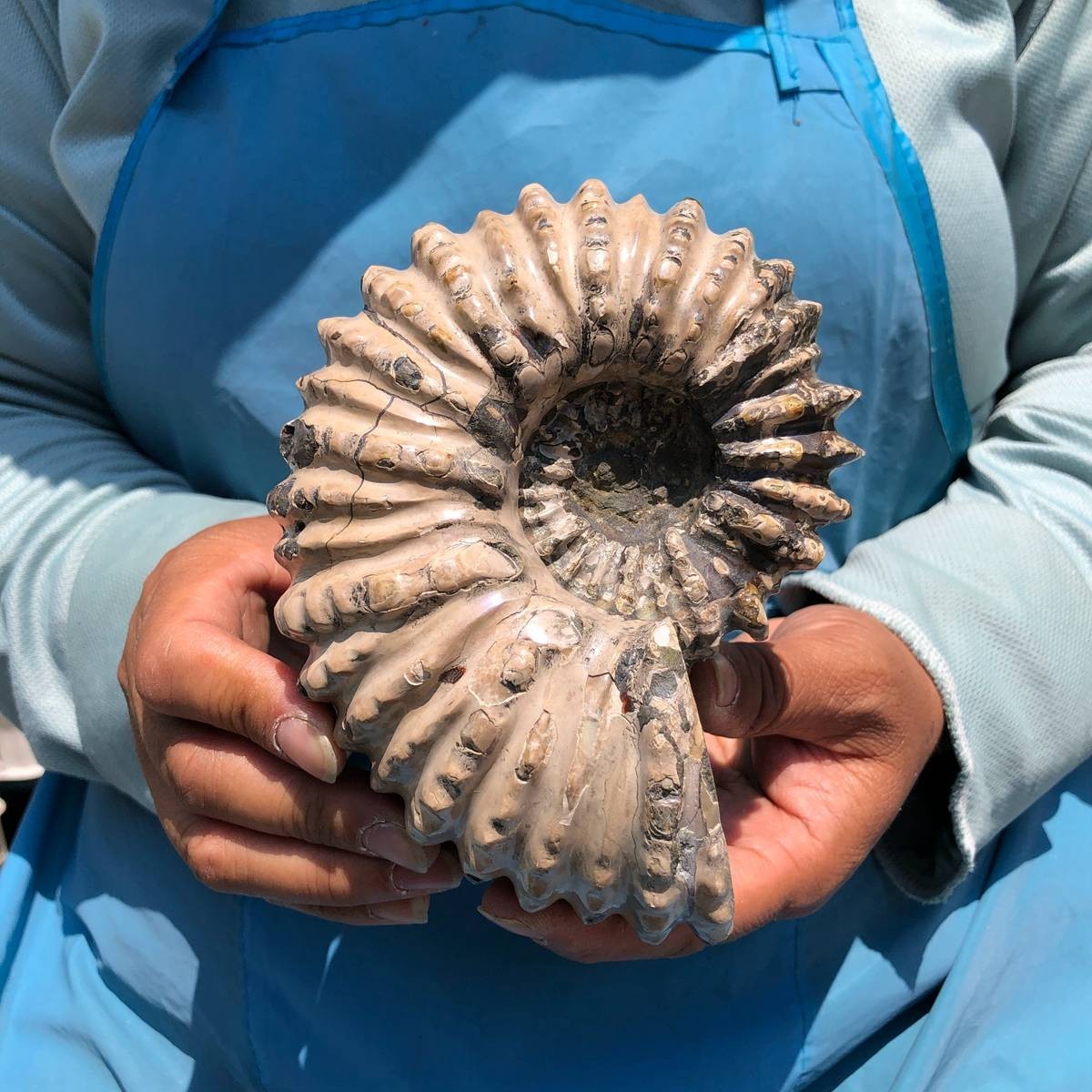 7.15LB 3pc Rare! Natural Tentacle Ammonite Specimen Healing Madagascar