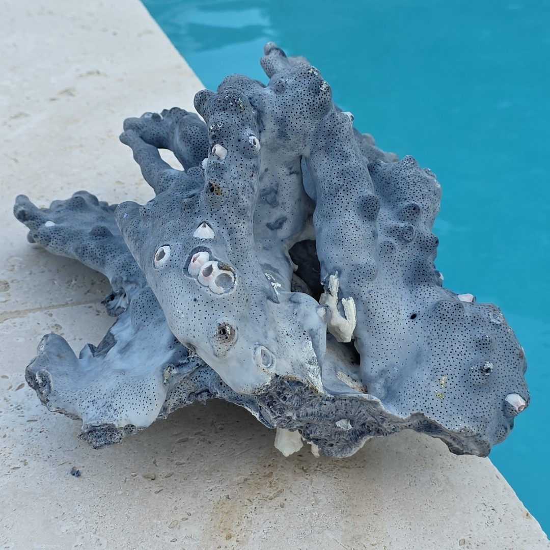 10 lb Nat Blue Coral Reef Cluster Marine Mineral Crystal Specimen Aquarium 14″