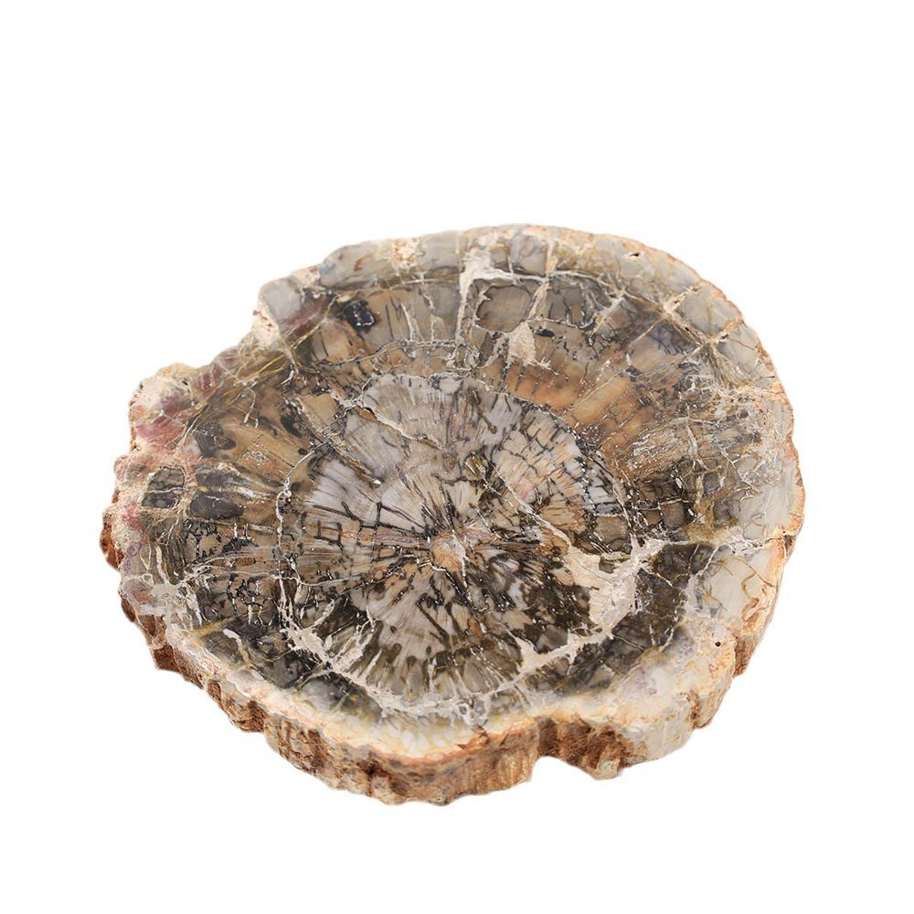 wholesale Natural Irregular Petrified Wood Slice Fossil Tabler Decor Specimen