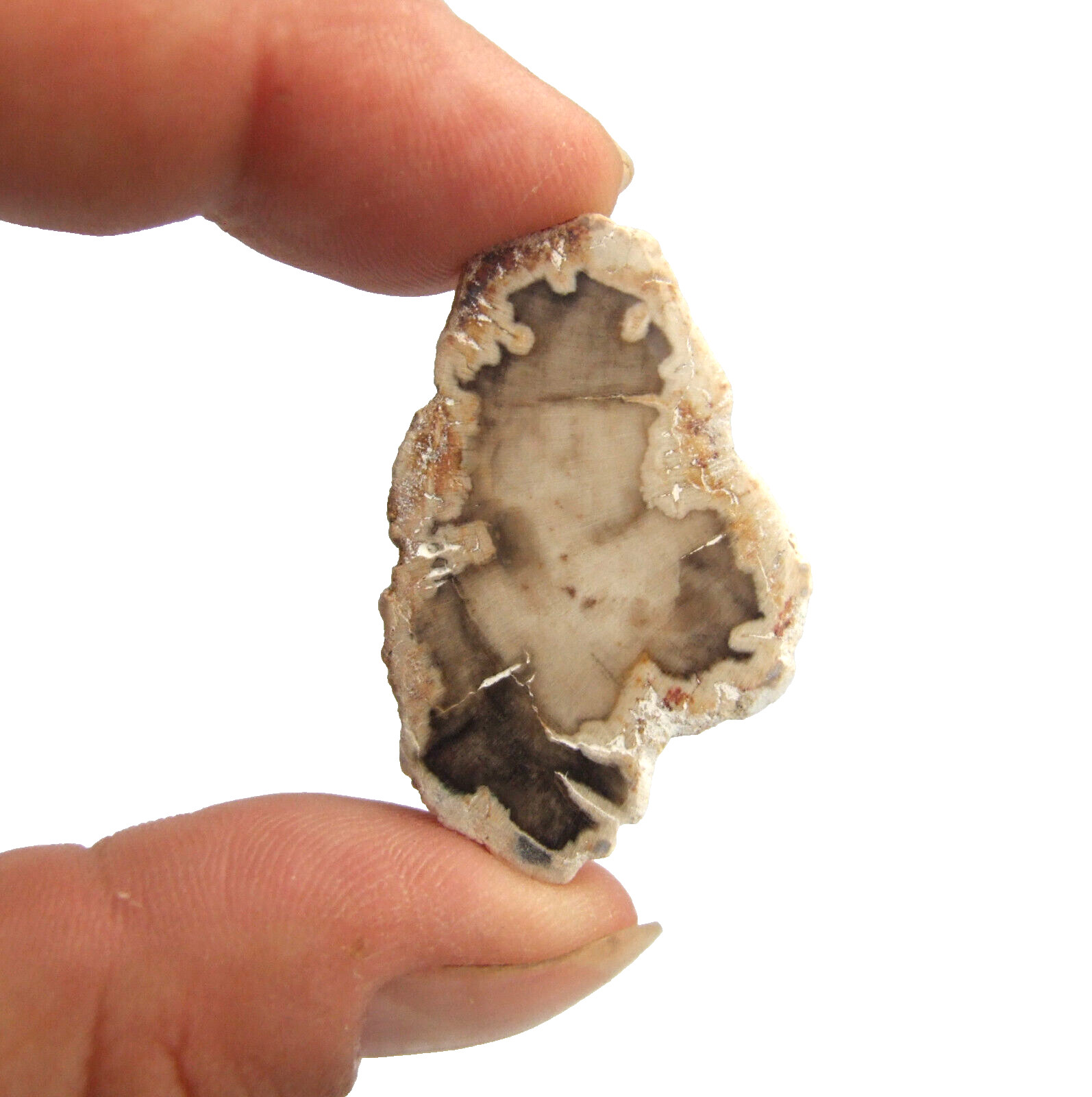 Fossil Petrified Wood Slice Madagascar Polished 3.5cm x 2.5cm 6g