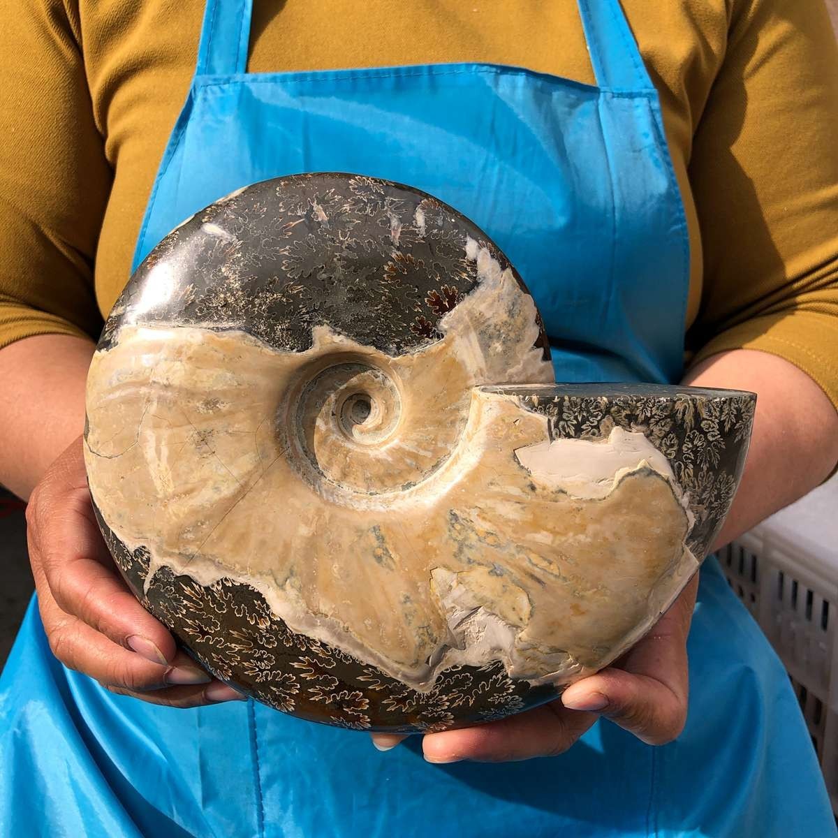 3.52LB Natural Beautiful Ammonite Fossil Conch Crystal Specimen Healing 4628