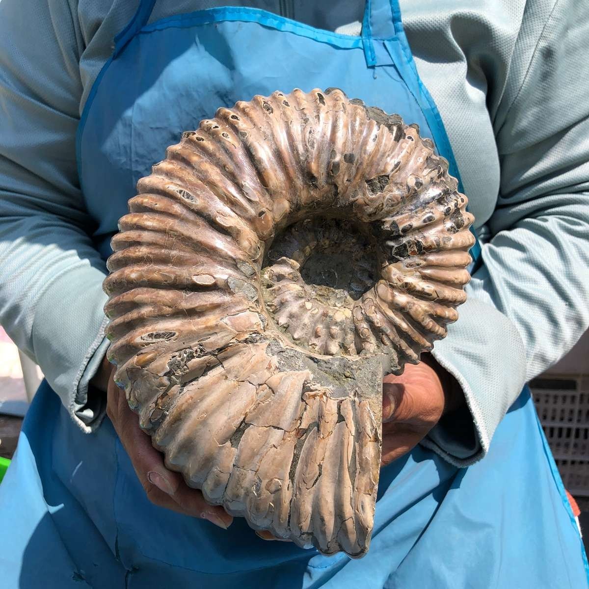 8.91LB Large Natural Beautiful Ammonite Fossil Conch Crystal Specimen Healing
