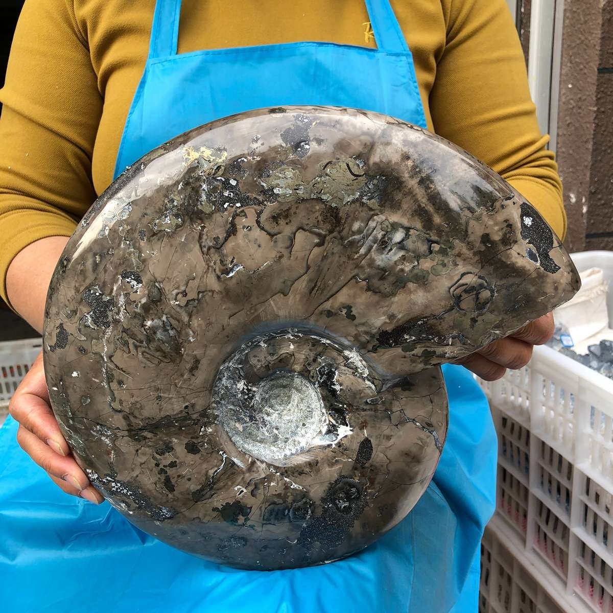 10.75LB Natural Beautiful Ammonite Fossil Conch Crystal Specimen Healing 4593