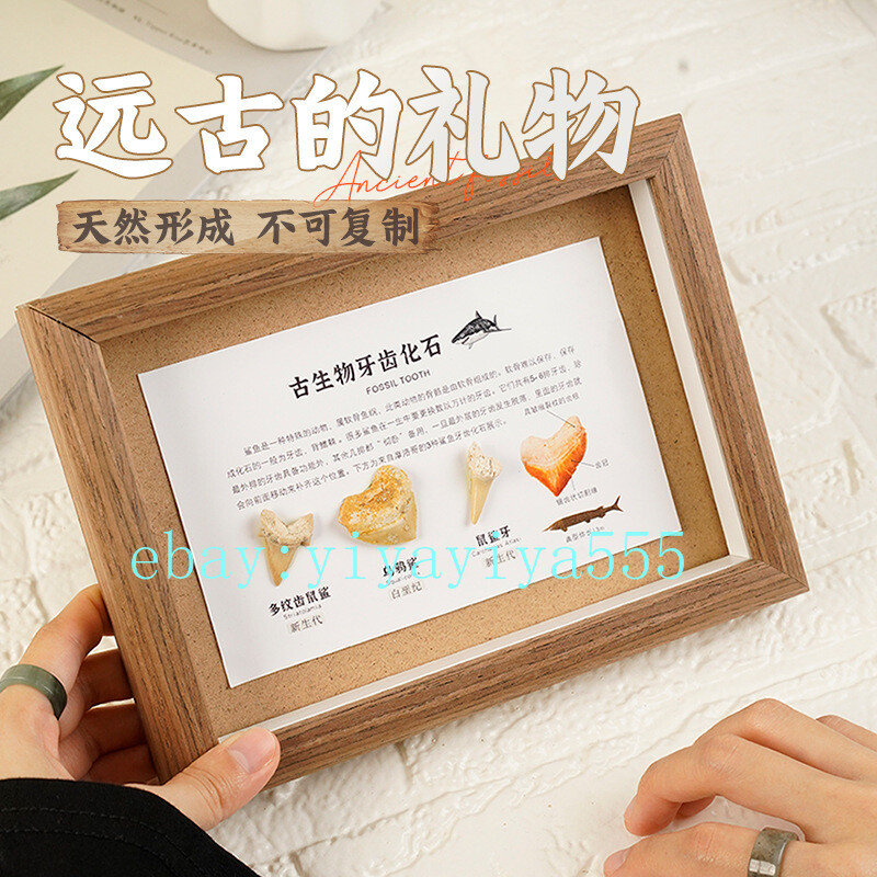 Natural shark tooth photo frame biological fossils marine animal specimens