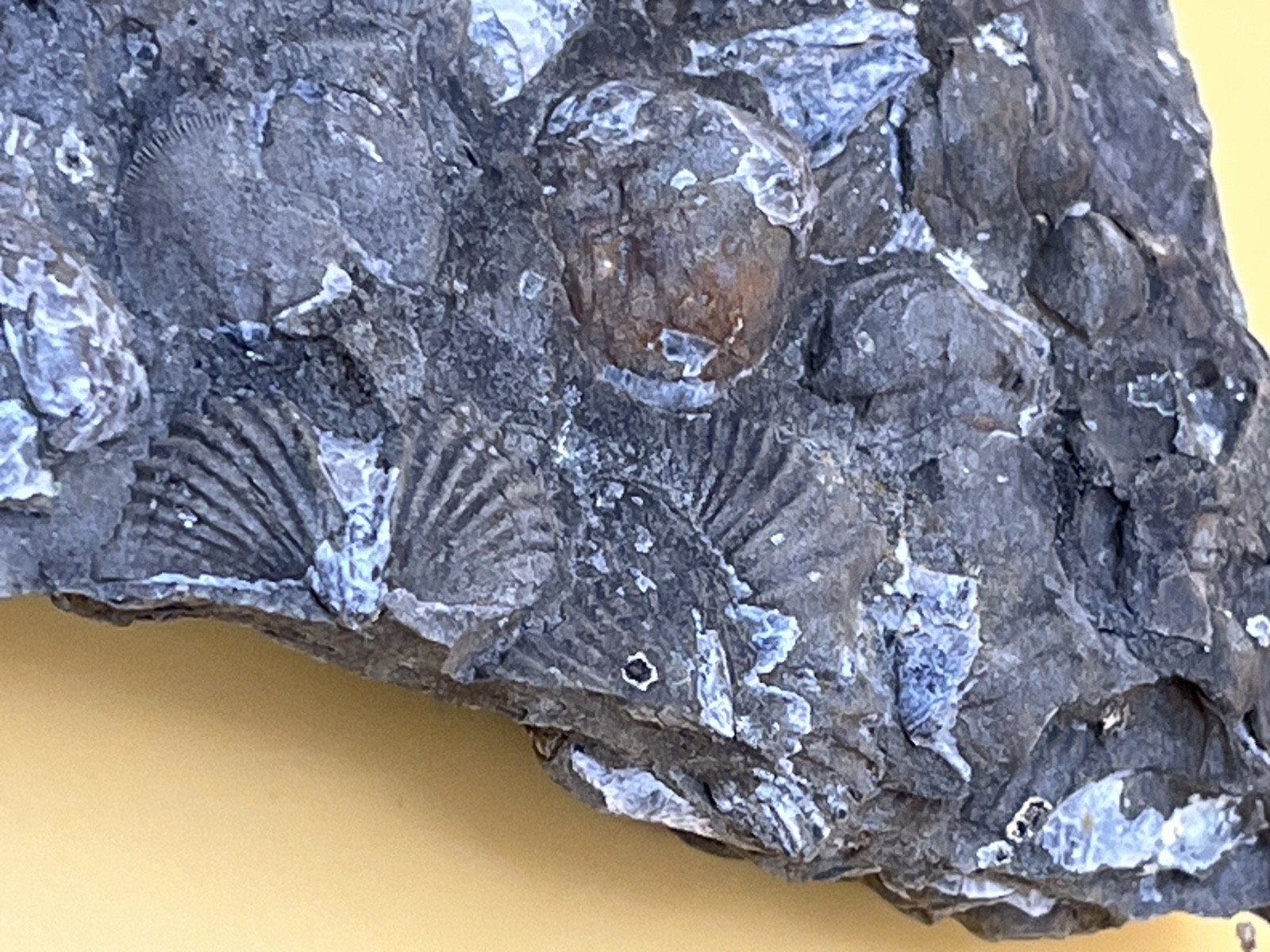 Stone with Dozens of Brachiopod/Scollop Sea Shell Fossils