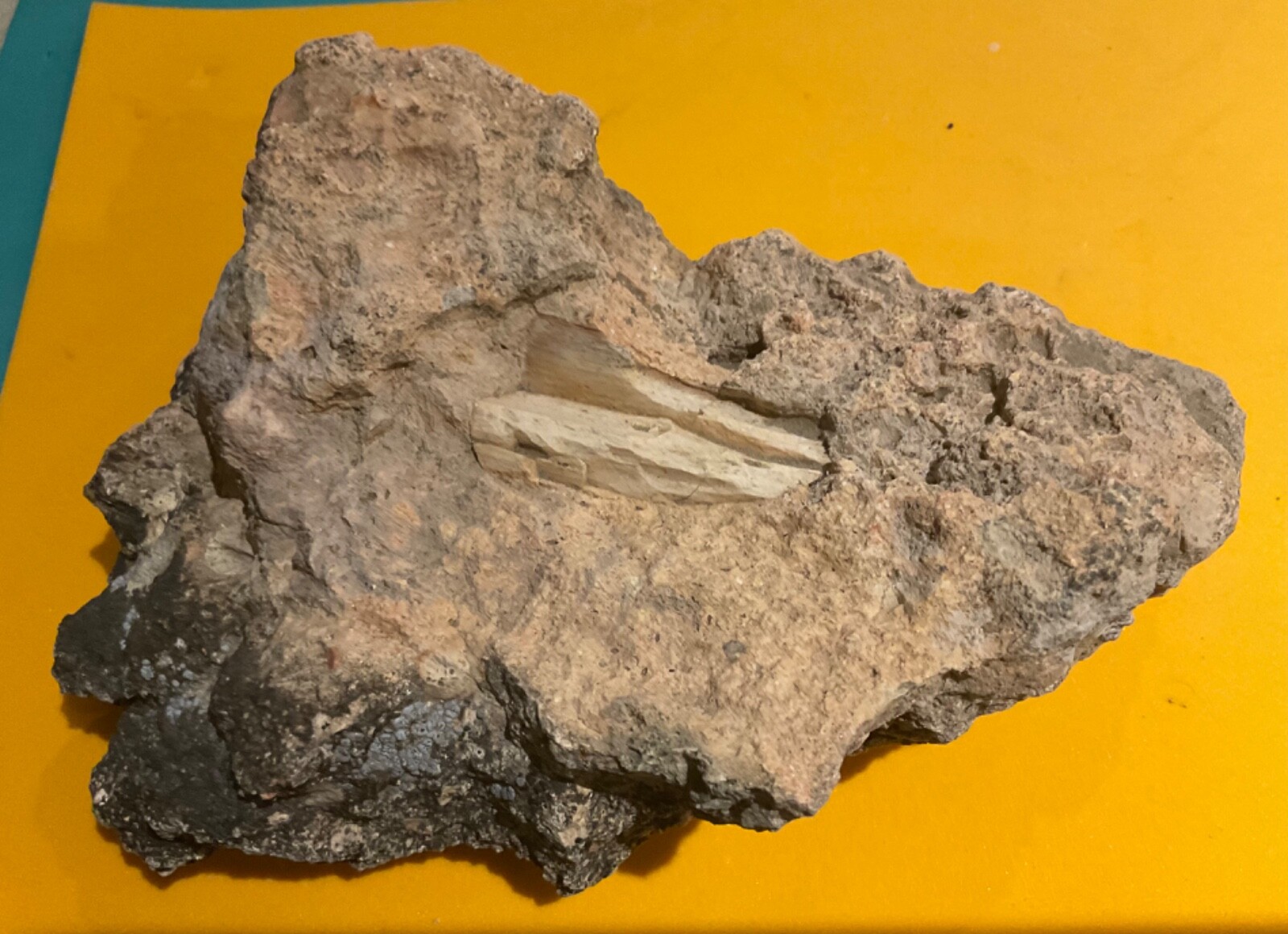 Possible Ichthyasaur bone or Petrafied Wood in rock – from Gabbs, NV