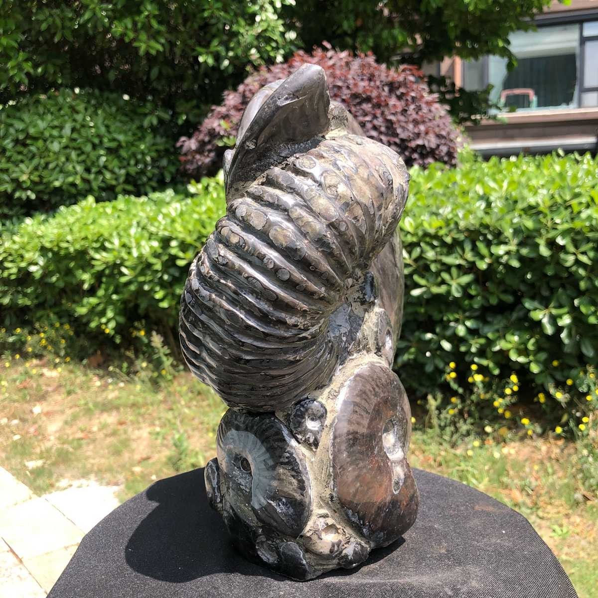 15.24LB Natural Beautiful Ammonite Fossil Conch Crystal Specimen Healing 5122