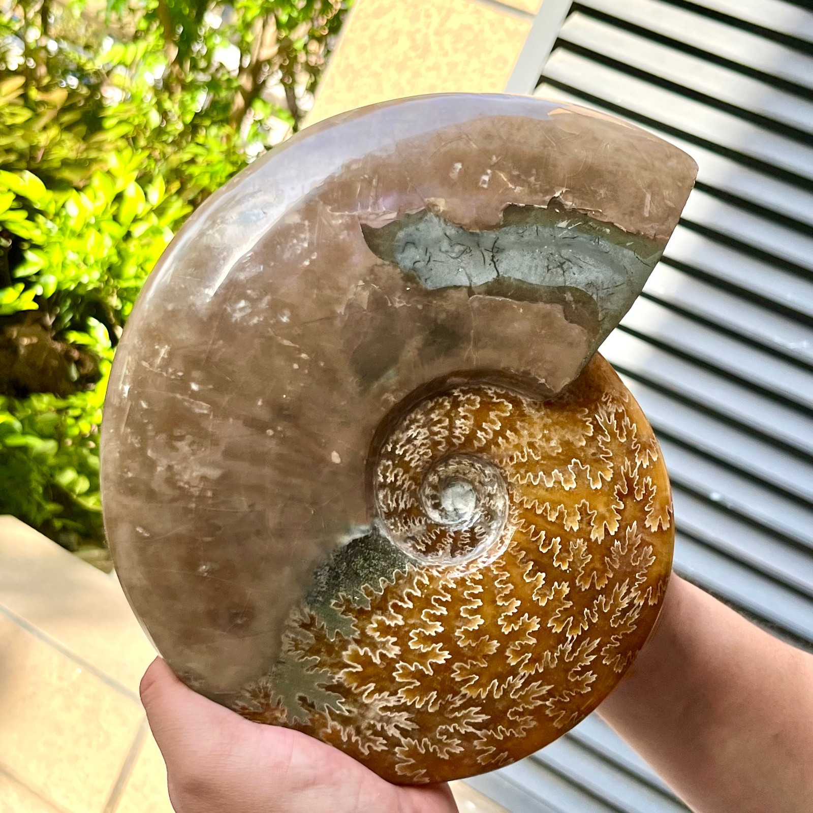 Ammonite Fossil Specimen Polished Spiral Shell Home Decor 6.4 lb
