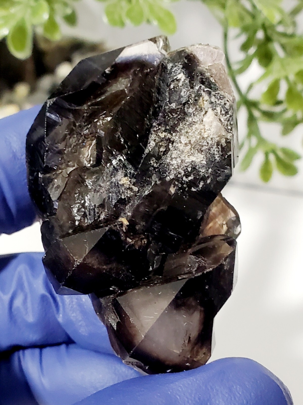 Smoky Black Quartz Skeletal Quartz Crystal , Fenster , Specimen 38g