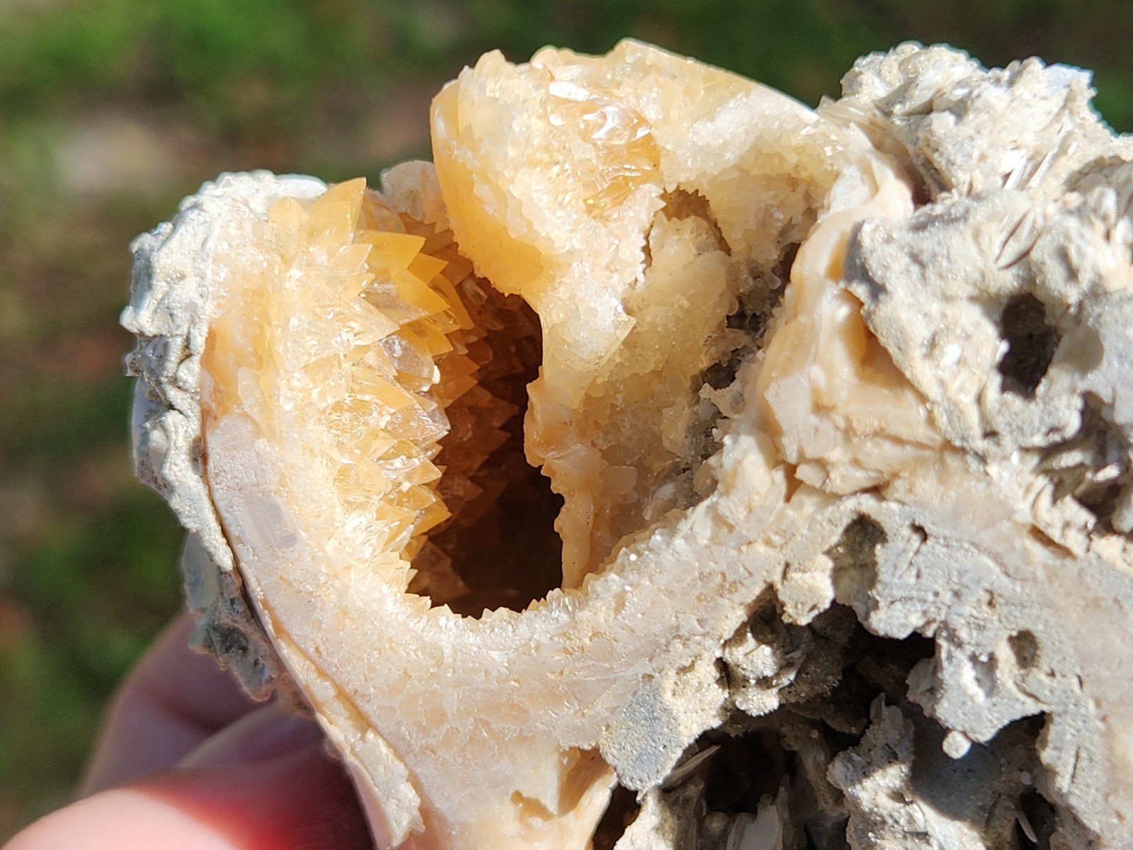 Calcite WHELK SHELL Fossil Rucks Pit Florida dogtooth UV crystal honey