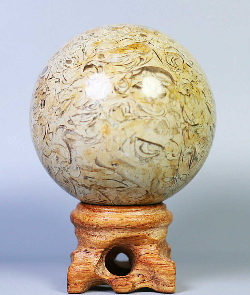 Natural Shell Fossil Quartz Crystal Sphere Ball Stone Healing Mineral Specimen