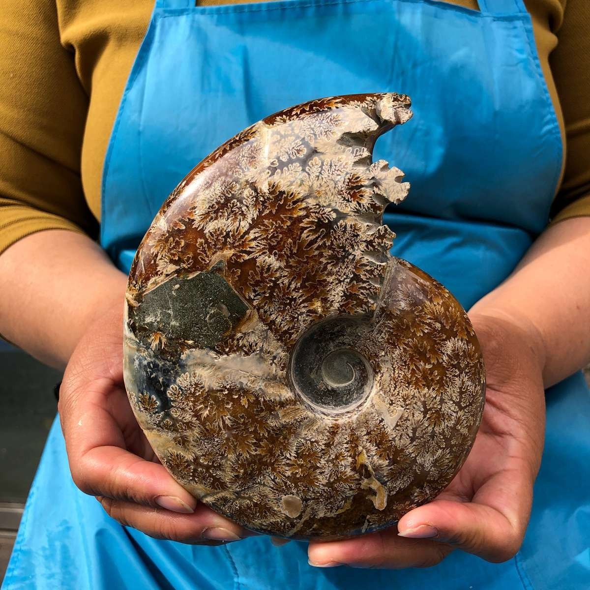 2pcs 3.47LB Natural Beautiful Ammonite Fossil Conch Crystal Specimen Healing