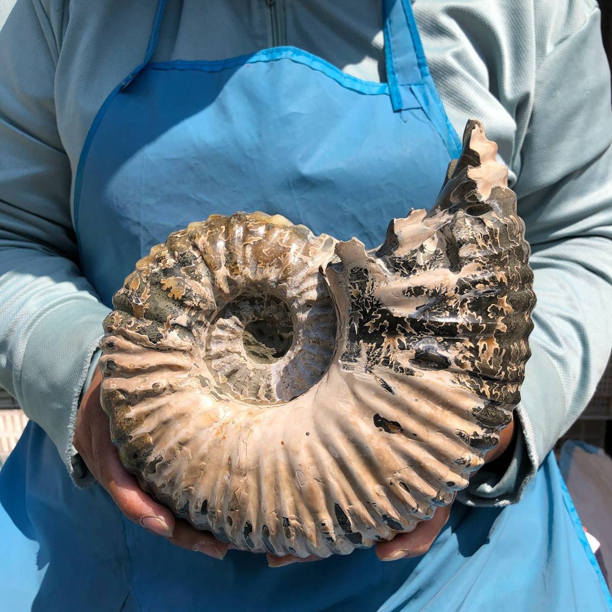 7.65LB Natural ammonite fossil conch Crystal specimen healing decor