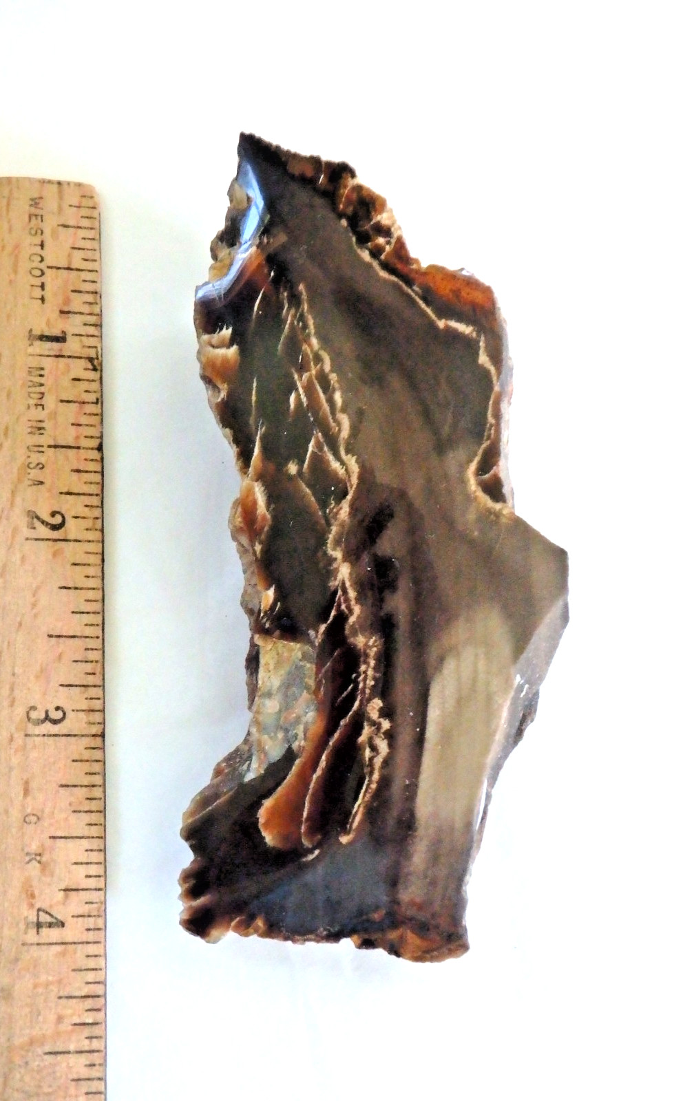 Fossil Petrified Wood 137.7 grams Polished top Raw bottom Old Stock