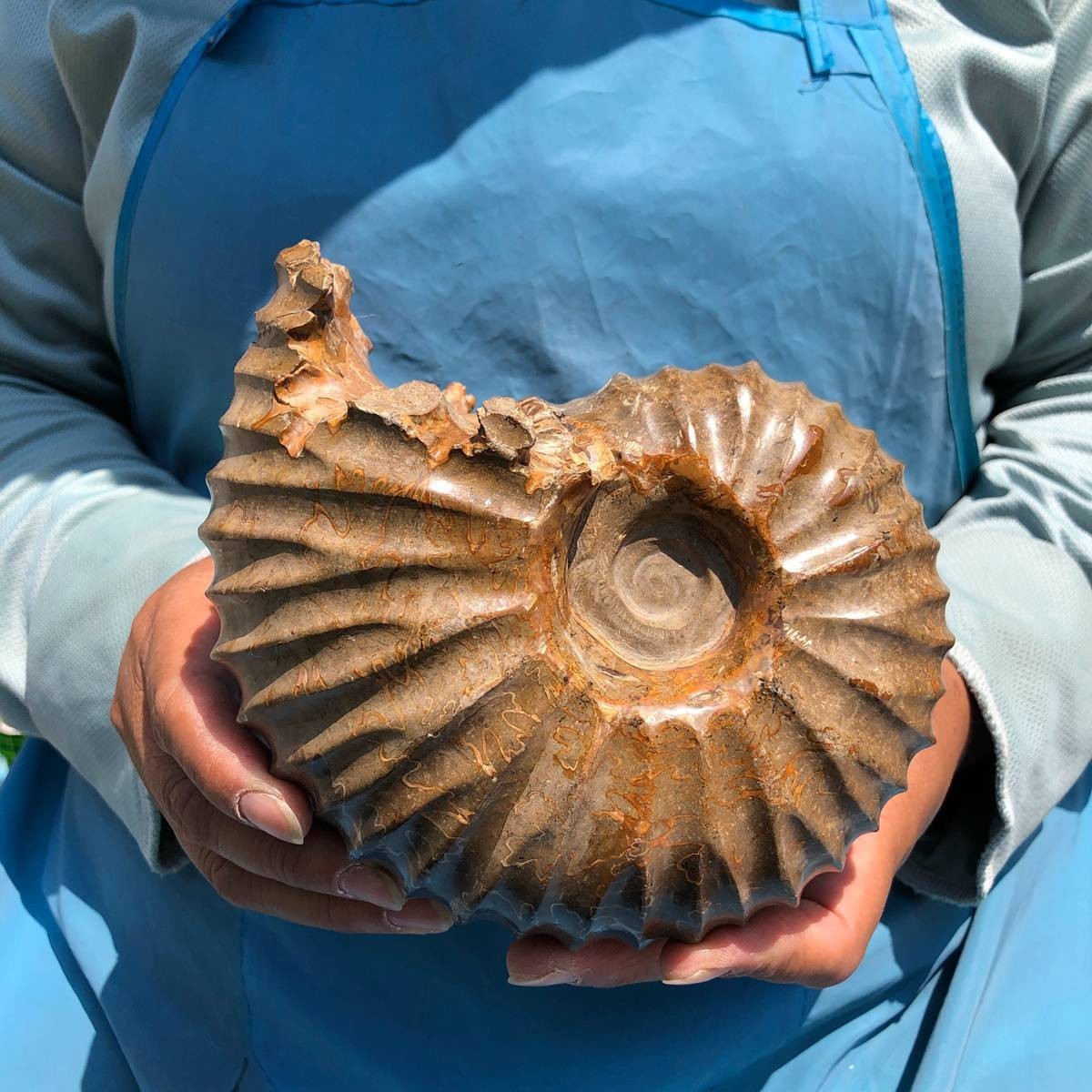 4.04LB Natural Beautiful Ammonite Fossil Conch Crystal Specimen Healing 5395