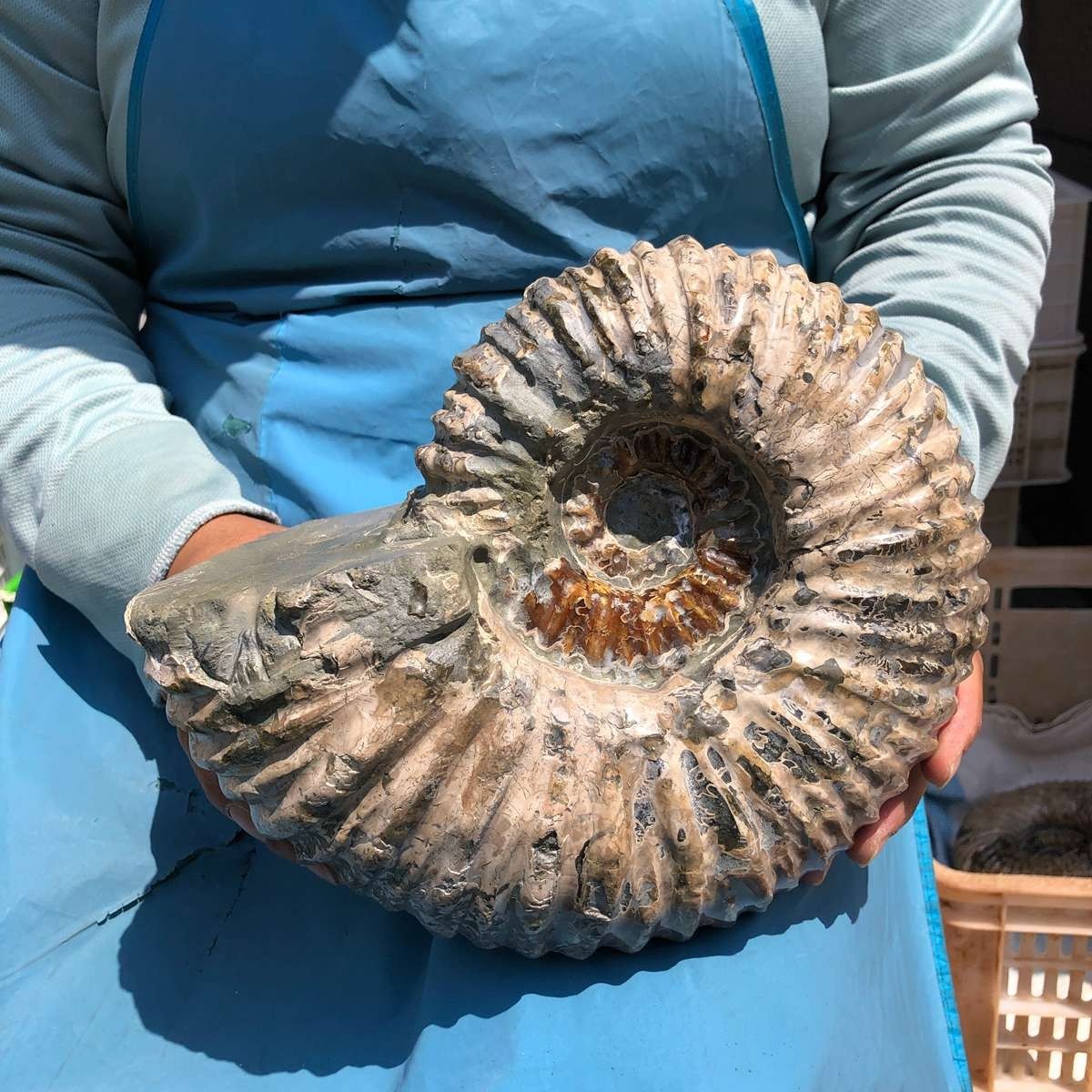 11.52LB Large Natural Beautiful Ammonite Fossil Conch Crystal Specimen Healing