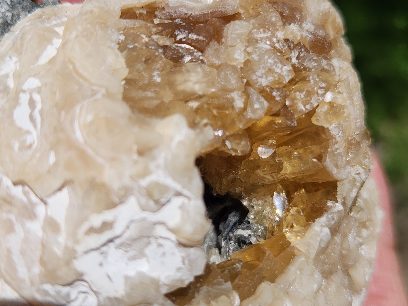 Calcite Crystal Clam Shell Fossil Rucks Pit Florida cut dogtooth clam honey UV