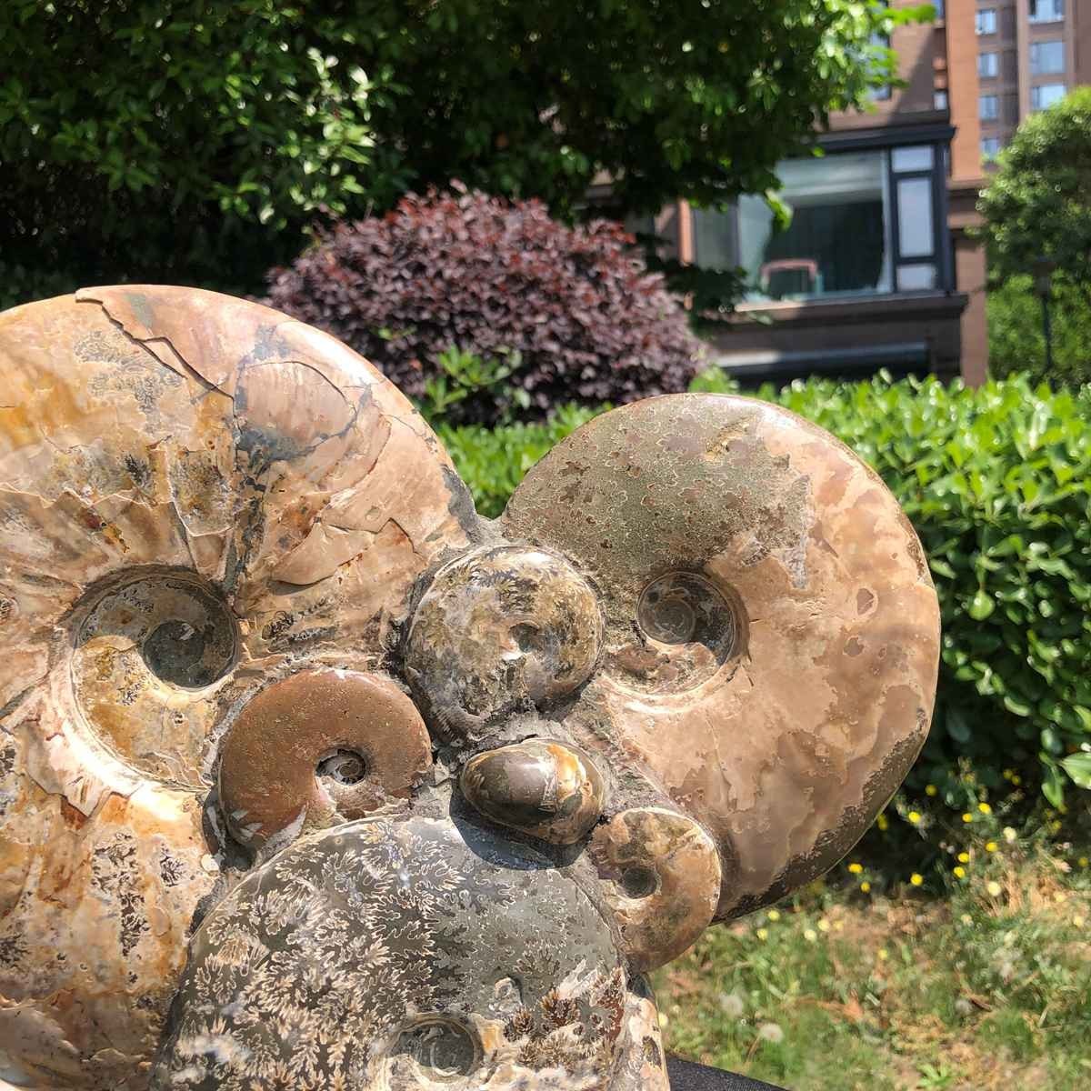 17.46LB Rarem Natural Tentacle Ammonite Fossil Specimen Shell Healing Madagas
