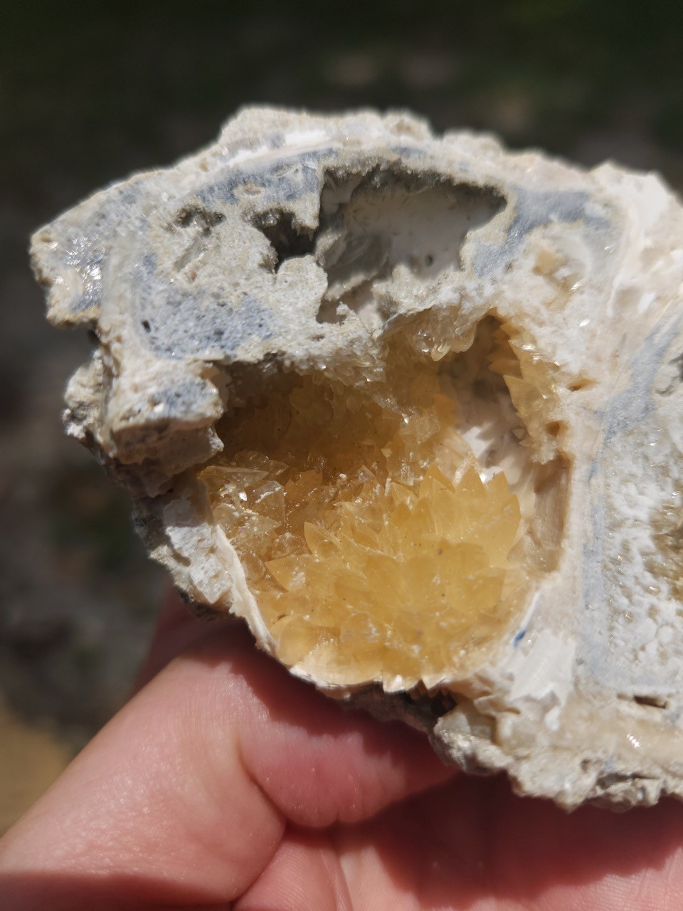 PAIR Calcite Crystal WHELK AND CLAM Shell Fossil Rucks Pit Florida dogtooth UV