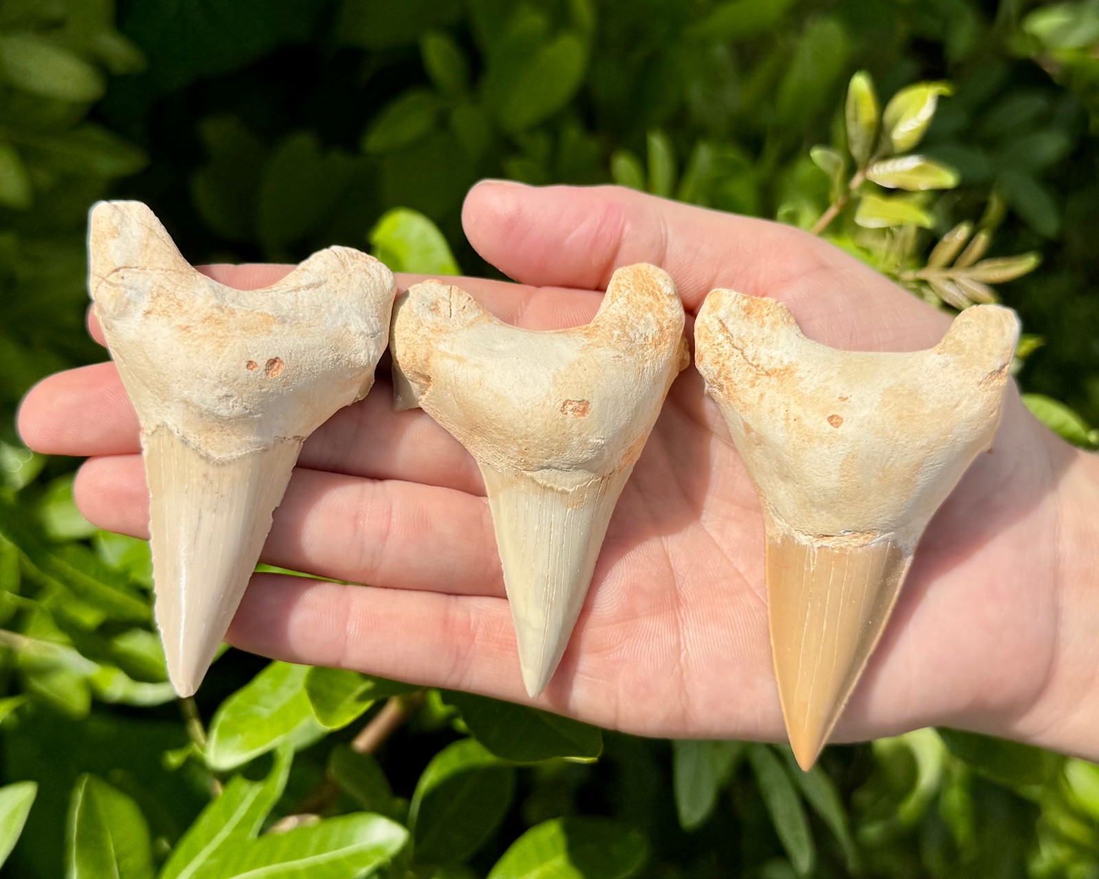 LARGE Shark Tooth Fossils, Natural Fossilized Shark Teeth – Choose Size & Amount