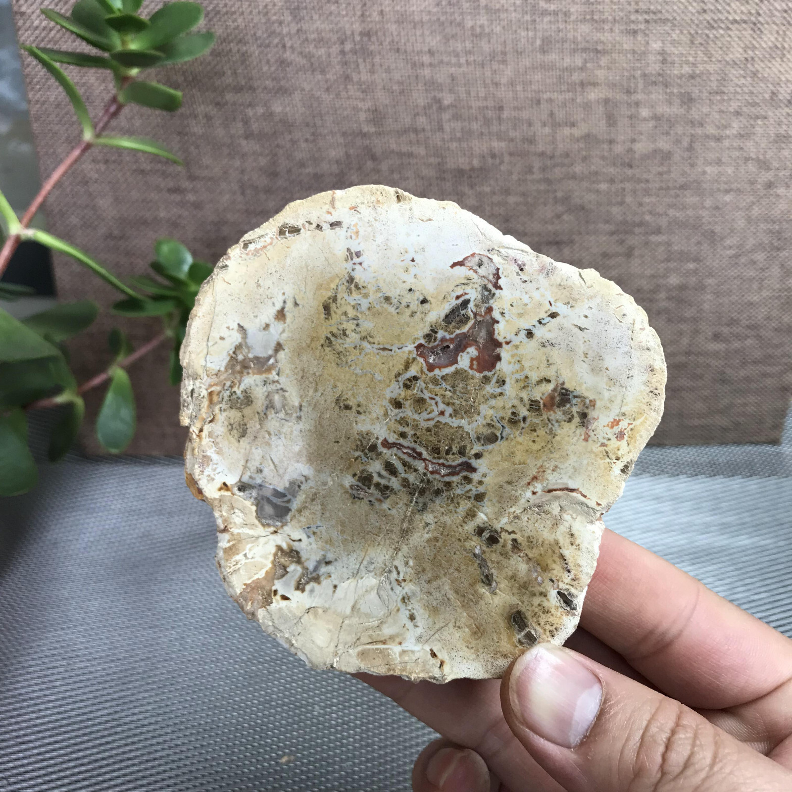 Top 95mm Natural Petrified Wood Crystal Rough Slice Madagascar 219g A1390