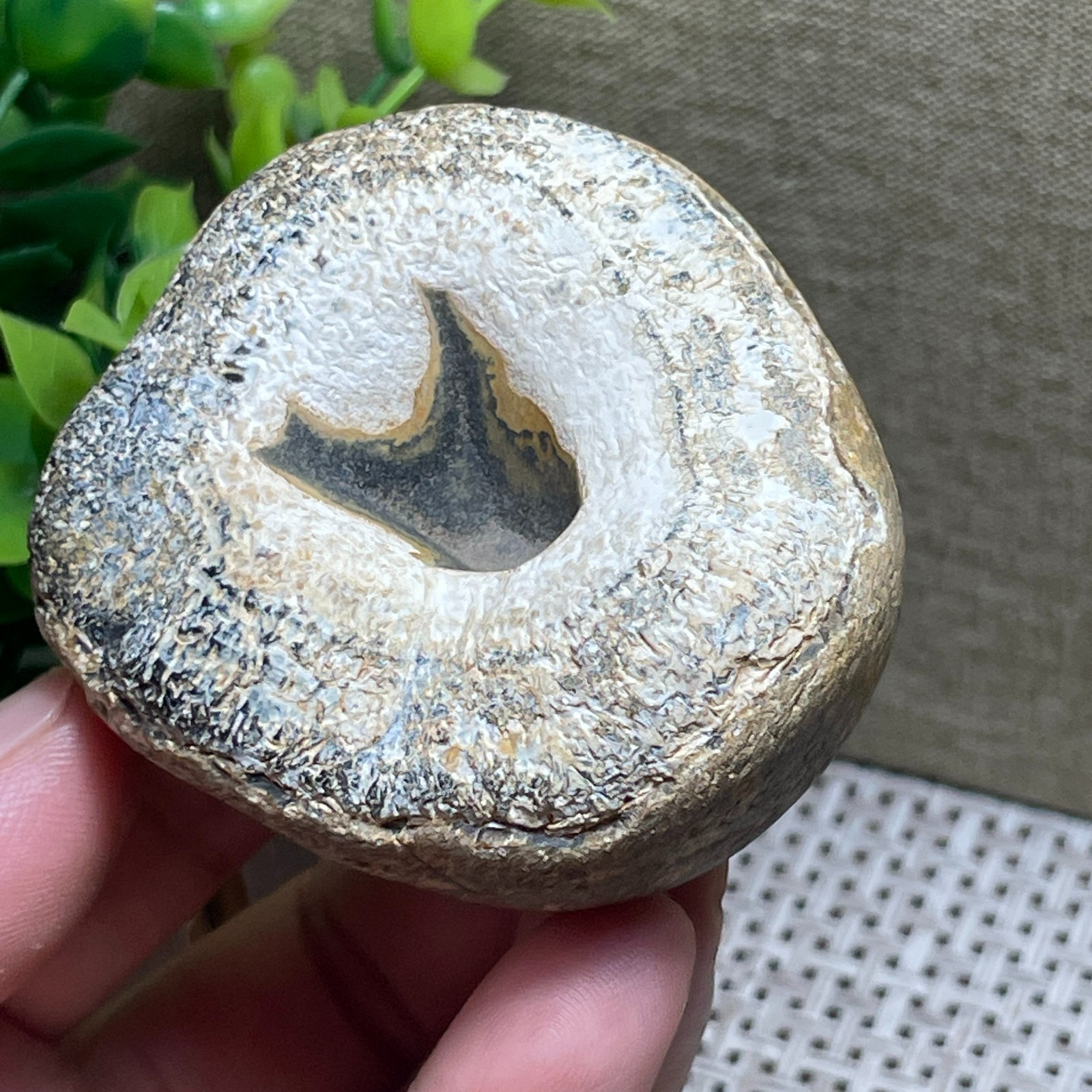 Beautiful ! GoBi agate eyes stone rough Crystal Stone Specimen Viewing 146gram