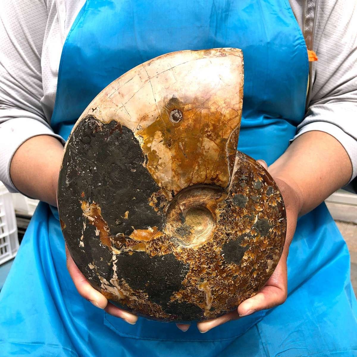 4.99LB Rare! Natural Tentacle Ammonite Specimen Healing Madagascar