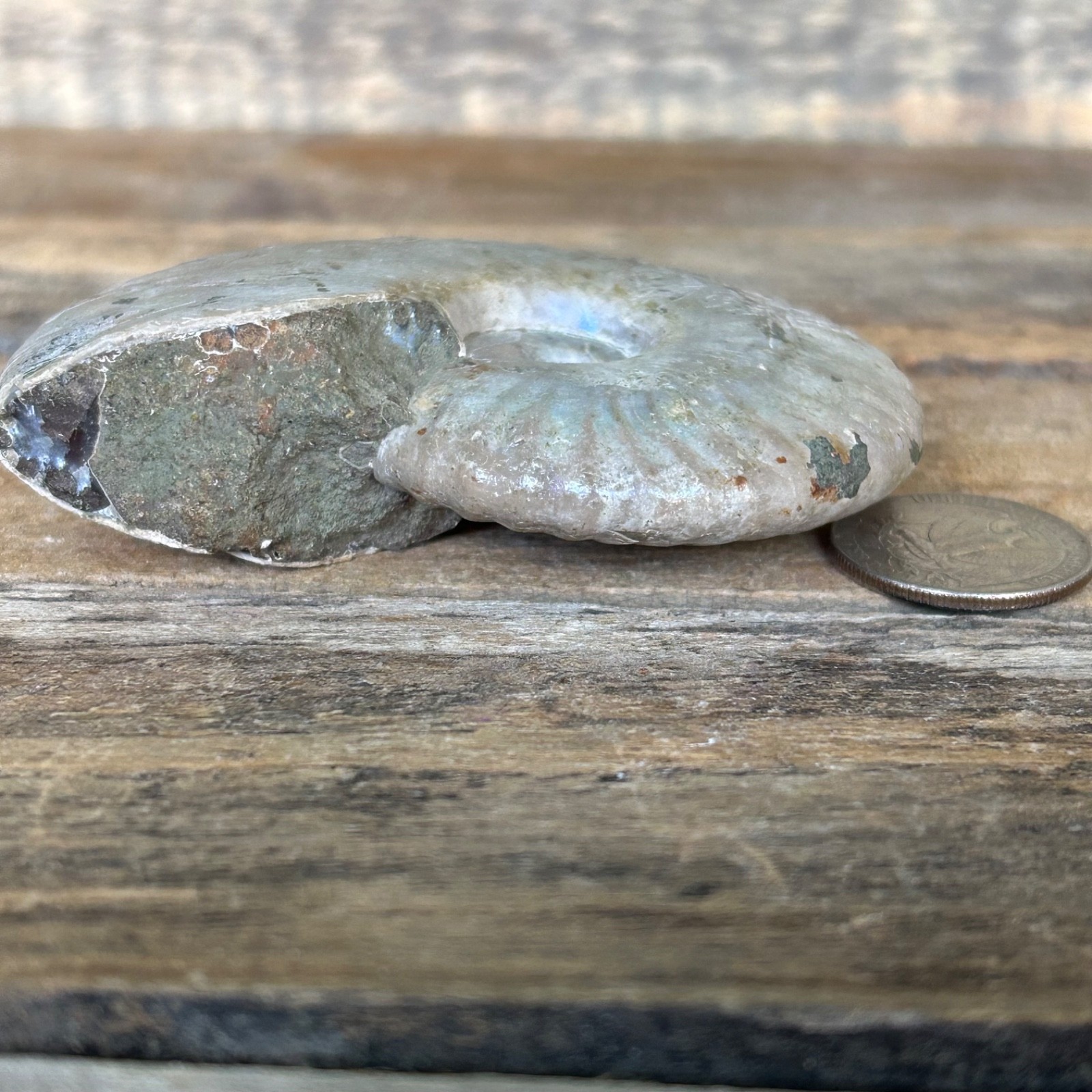 Opalized Ammonite Fossil 3.5″ Iridescent Rainbow Shell Healing Stone