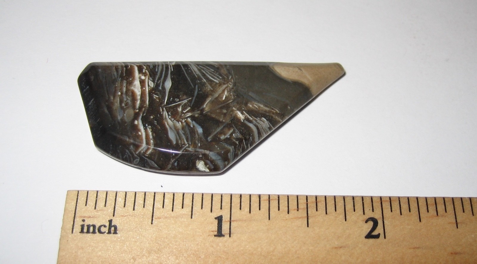 1.9″ TUMBLED POLISHED CABOCHON STYLE FOSSIL FORAMINIFERA STONE INDONESIA 9.8g *1