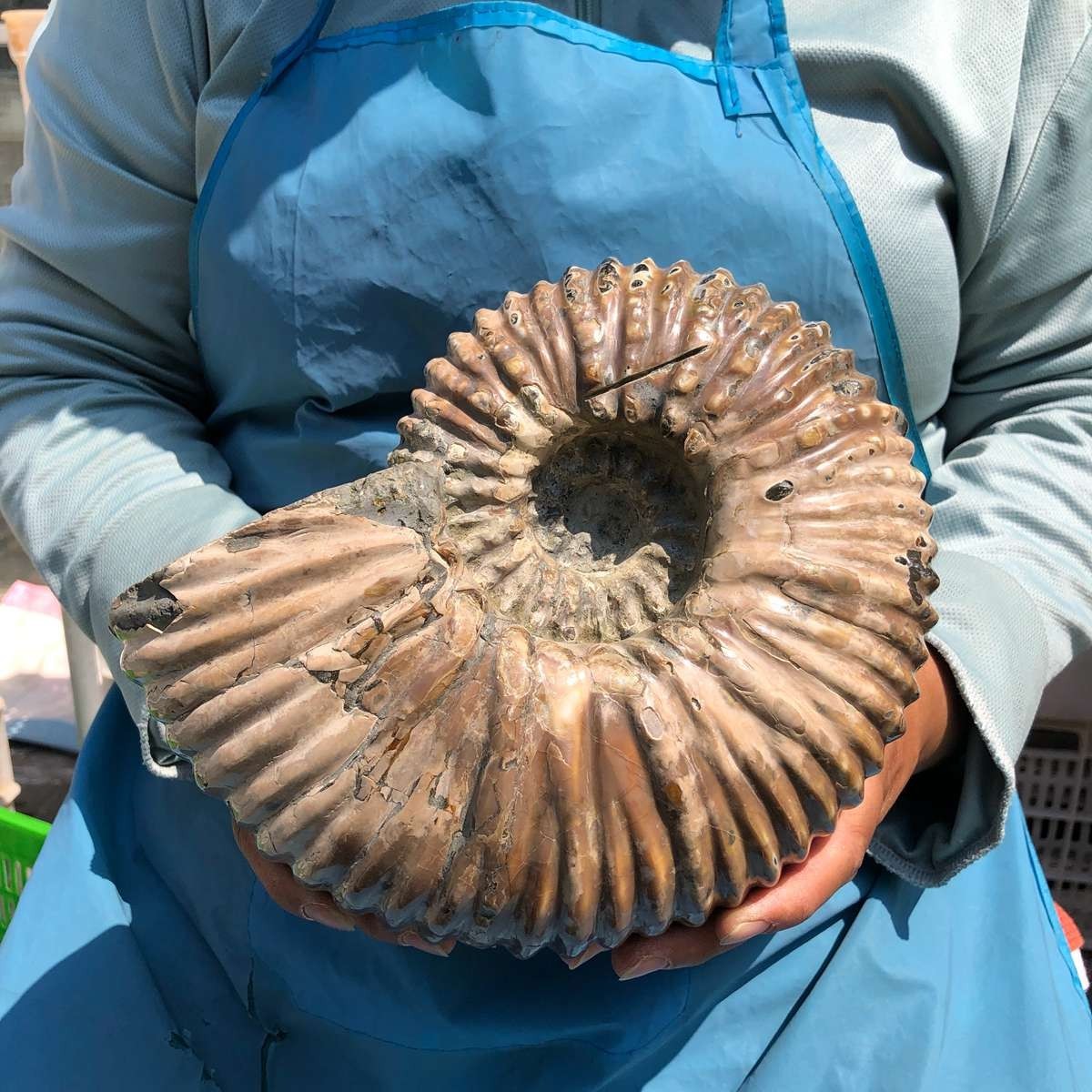 8.91LB Large Natural Beautiful Ammonite Fossil Conch Crystal Specimen Healing