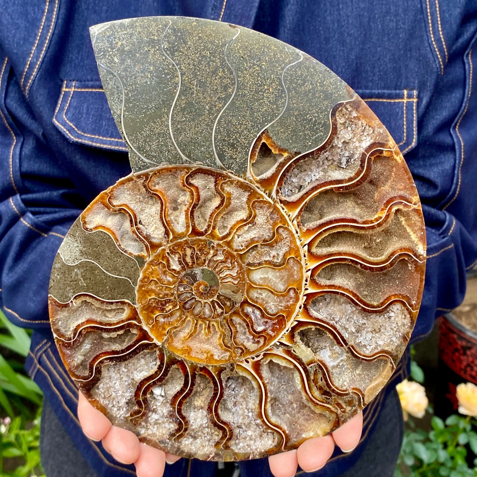 1.77LB Natural agate fossil snail shaped convex round gemstone