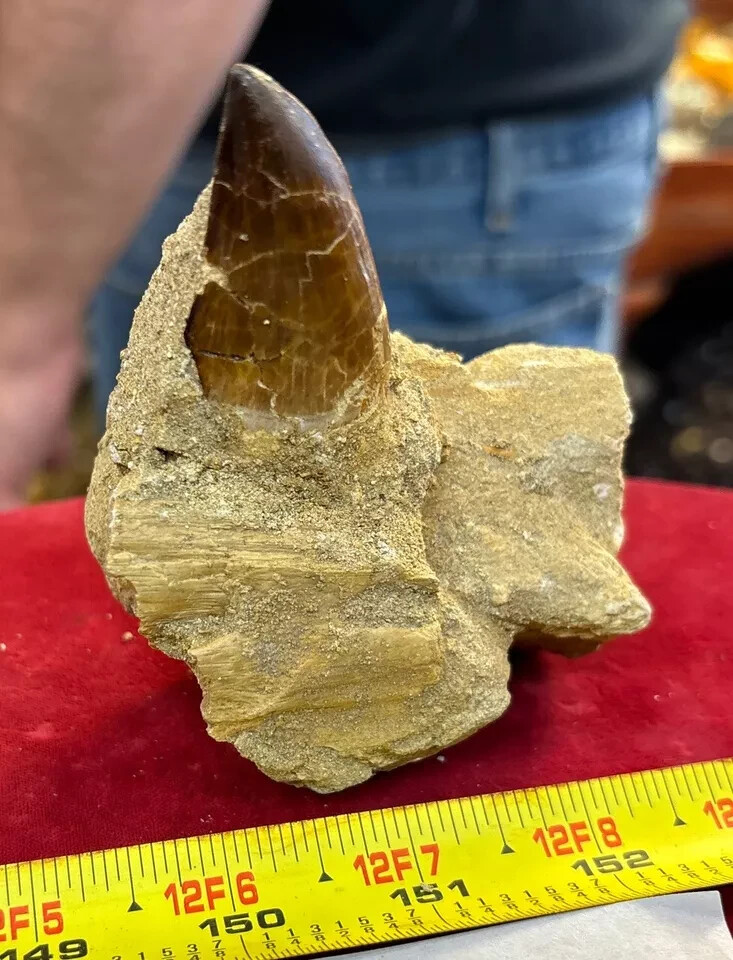 245g Mosasaurus Tooth in Matrix Excellent Condition – Utah, US