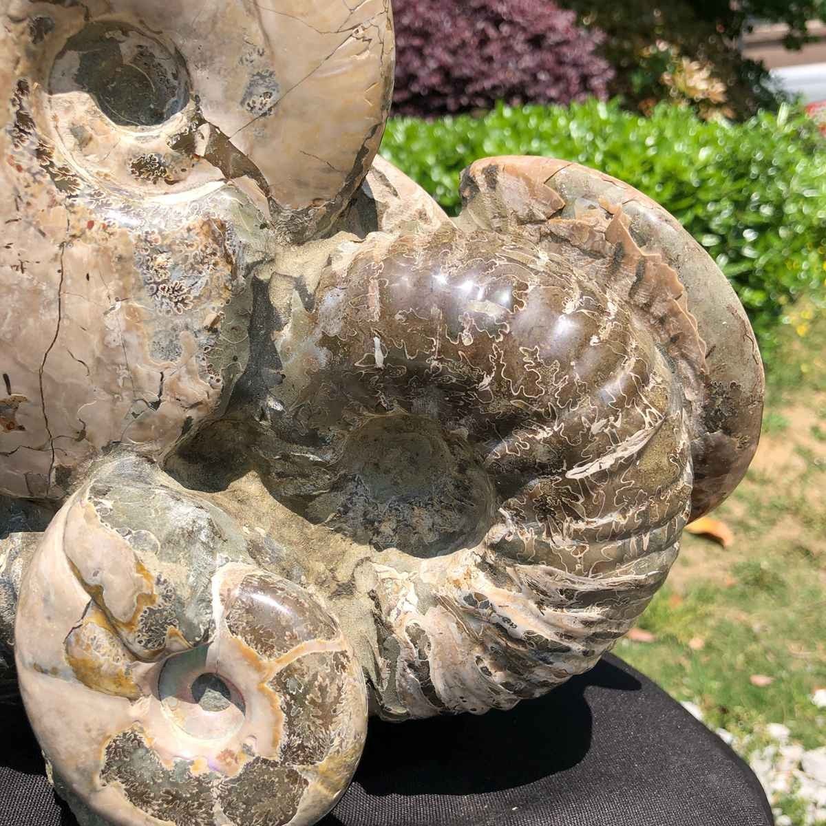 14.71LB Rarem Natural Tentacle Ammonite Fossil Specimen Shell Healing Madagas