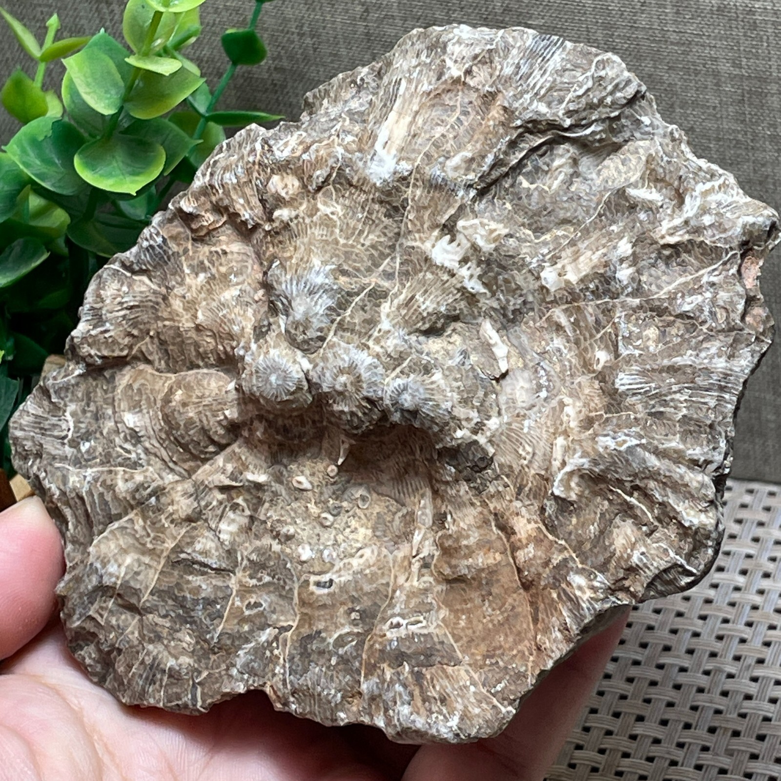 Unpolished Michigan Petoskey Stone-Hexagonaria -rough stone home decor 415g